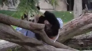 Giant Panda Bao Bao's Playtime is Over!