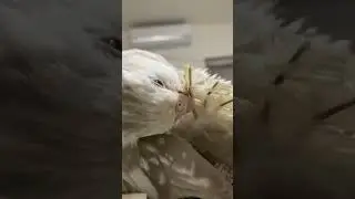 Preening Time with Hedwig! #shortsyoutube #bird #shortsfeed #pet