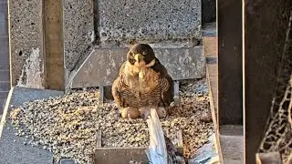 Second egg near to hatch | Congrats Falcon Mom and Dad | 367 Collins Falcons | Oct 3, 2024