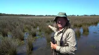 Growling Grass Frog Recovery
