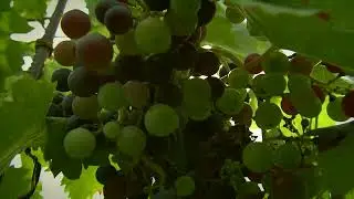 JONOVA  - Ty pritržské vinohrady