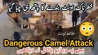 Camel Attack on Man&rsquo;s Hand! |   Oont ne Haath Chaba lia!       Real Footage