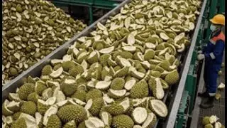 Inside a Modern Durian Shell Recycling Plant Most People Have Never Seen