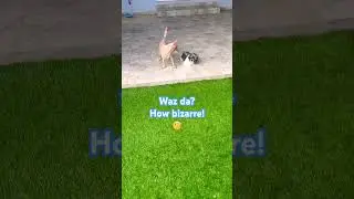 Waz da? A moving fluffy toy? Get it!😂#dog #dogs #dogshorts #pet #pets #puppy #cute #animals #fyp