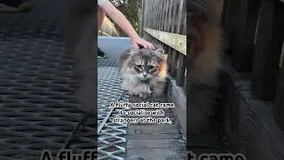 Freyja loves people! #social #fluffycat #adventurecat #catadventures #siberiancat #catshorts #cats