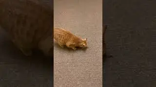 Cat loves Gra$$hopper‼️ #catsofyoutube #bobtailcat #orangecat #grasshopper #youtubeshorts #shorts
