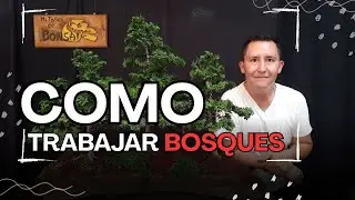 COMO trabajar BOSQUES
