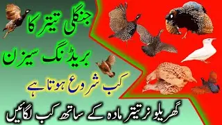 Teetar ka breeding season kab Shuru hota hai | breeding information (@Hamarashauqteetar)