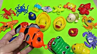 🦐 ASMR_Video * Colorful Fish, Crab, Crocodile, Frog, Turtle, Octopus, Lobster, Duck And Many More...