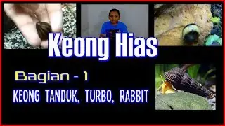 6 Jenis Keong Hias Aquascape - Bagian 1