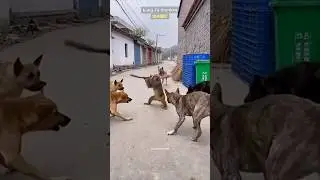 Kung-fu Monkey defends himself in China Village #kungfu #kungfukarate #monkey #chinavillage #fypシ