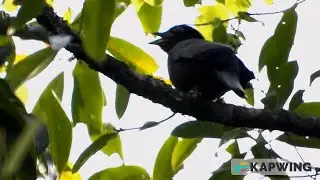 Purple Cochoa - 2 | Mishmi Hills | Arunachal Pradesh | Bird Watching | Wildlife Photography