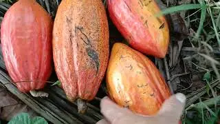 Cacau na Bahia 
