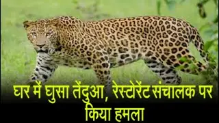 घर में घुसा तेंदुआ, रेस्टोरेंट संचालक पर किया हमला