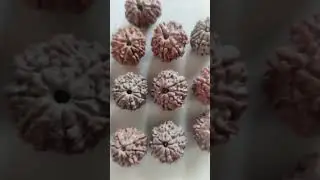 13 Mukhi#Nepal#rudraksha#beads#original#certified#viral#trending#shorts