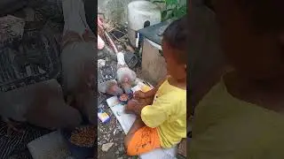 Ngasih Makan Pacekan Utama Yang Saya Kasih Nama (ANTIMO) #jokiviral #merpatikolong #fyp #short #real