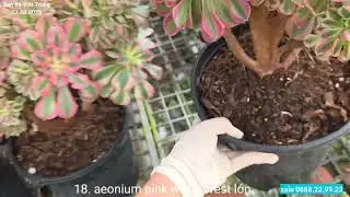27.10.2025 Sen thụ nhiều mẫu sale mời cả nhà chọn