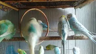 Charlotte Budgie Care Beginner&rsquo;s Guide #petcaretips #healthyhome #wellnessliving