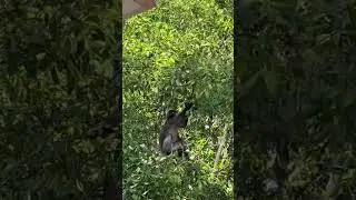 Dusky Leaf Monkey: Rare Spectacled Langur Observed In The Wild 🐒 #endangeredspecies