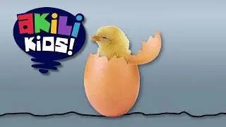 Egghatch Station ID | Akili Kids!