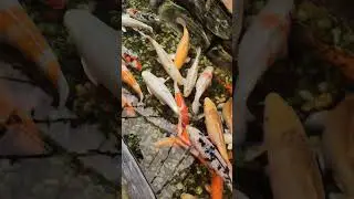 #mindfulness #fishlovers  #fish #fishing #psychology #relax #ilovefish #sealife #special #lifeoffish