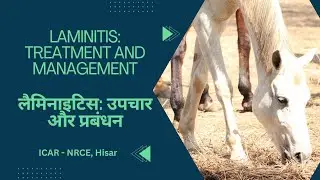 Prevention and Management of Laminitis in horses घोड़ो में लैमिनाइटिस ICAR-NRCE, Hisar
