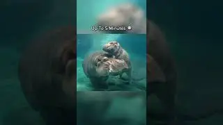 How Long Animals Can Hold their Breath for