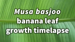 Banana tree leaf unfurling timelapse (Japanese fiber banana, Musa basjoo)