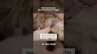 Dog Ear Infections: When Surgery Is Required | Marc Smith, DVM, MS