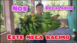 NOS REGALARON UN MEGA RACIMO DE MAJONCHOS LOS CONOCES 