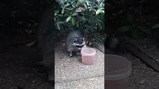 Mama Rac is a Real Egg Bro #Raccoon tribe #Mama Rac #Mama Blue Eye