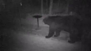 Bear