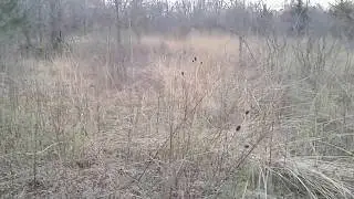 MUSIC - Winter Meadow Before And After Lens Cleaning
