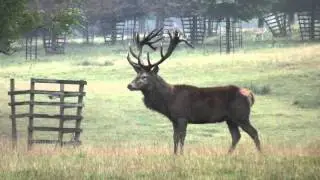 Red Deer Stag Roars to Prepare for Battle