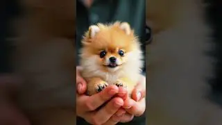 Des animaux adorablement mignons #cute #animaux #animauxmignons
