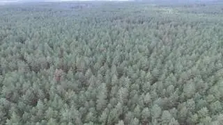 Royalty Free Aerial View Over The Forest 8 Stock Video Footage Clip