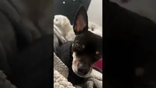#bossdog #cutedogsofyoutube #cutedogs #funnypets #perros #perrosadorables #funnyshorts #trending