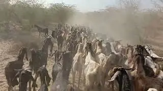 Little goats are walking in a line. 🐐🐐