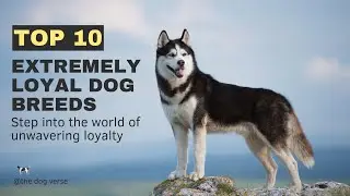Top 10 Extremely Loyal Dog Breeds | Unwavering Companionship and Devotion!