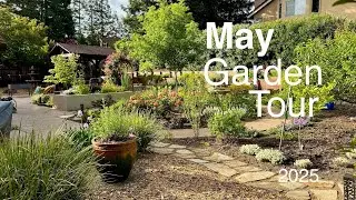 May Garden Tour - 2025  #californiagardening #gardening #zone9b