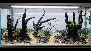 Aquascape Tutorial | Step by Step 120cm | PlantedTank | Amazing Diorama Layout