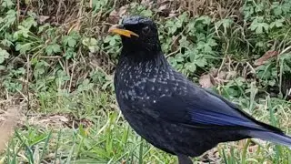 सुंदर कस्तूरा पंछी। Blue Whistling thrush bird #homestay #shorts #viral #youtubeshorts #viralshorts