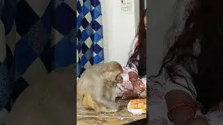 rani Mango khati hai #akashrbl783 #youtubeshorts #shorts