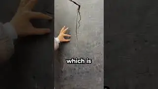 Это дерево просто невероятное 🌳