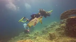 Side Sualtında Caretta Caretta ile Selamlaşma! 🐢🌊 #DALIS
