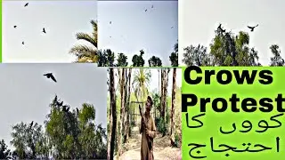 Crows Protest against the Gunکووں کا بندوق کے خلاف احتجاج #abcnature #crowsandguns