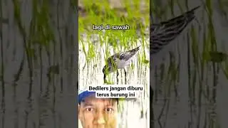 The rice field trinil bird that is always hunted #shorts #bird
