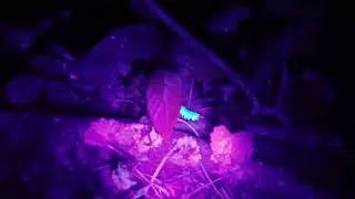 Night Time Golf Ball Search found Glowing Caterpillar
