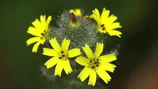 Wildflower Season
