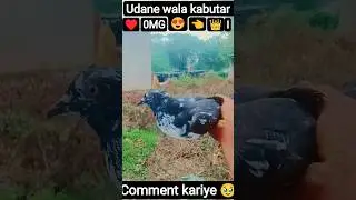 🥺udane wala 🕊️ kabutar 😍#pigeon #kabootar #birds #youtubeshorts #shorts &hearts;️